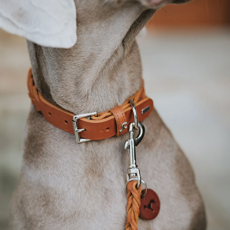 SOLID EDUCATION Special Set Halsband & Führleine | cognac