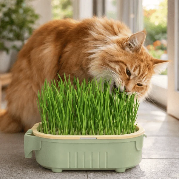 Bac de culture herbe à chat hydroponique - PurrGarden™