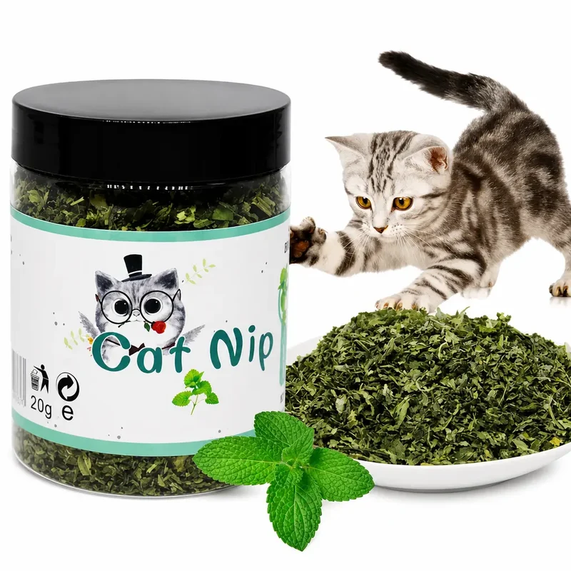 Herbe à Chat Verte en Pot Goût Menthe
