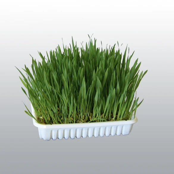Graines d'herbe à chat à cultiver
