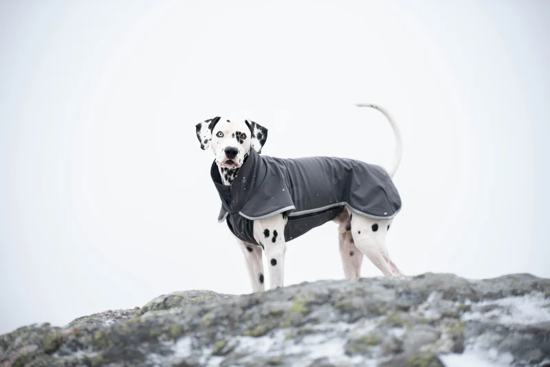 Pomppa Sportti Graphite manteau imperméable et chaud - chien