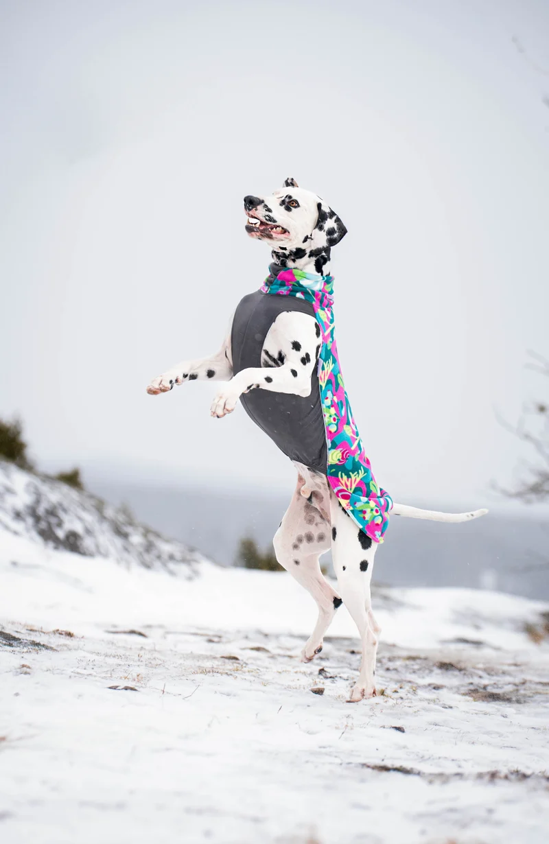 Pomppa Jumppa Trail manteau polaire chien