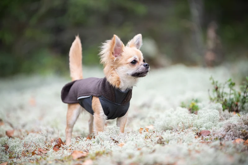 Pomppa Jumppa Chocolat manteau polaire chien