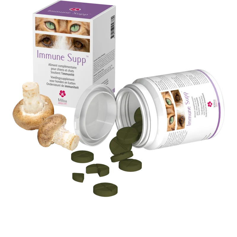 Immune Supp chat, chien