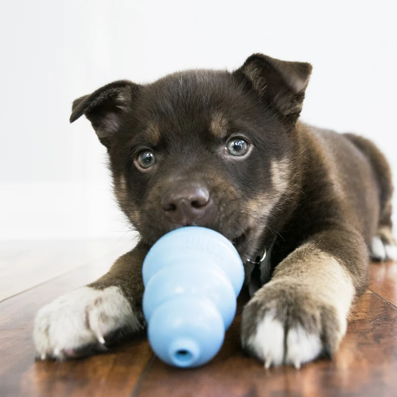 Jouet Kong chiot