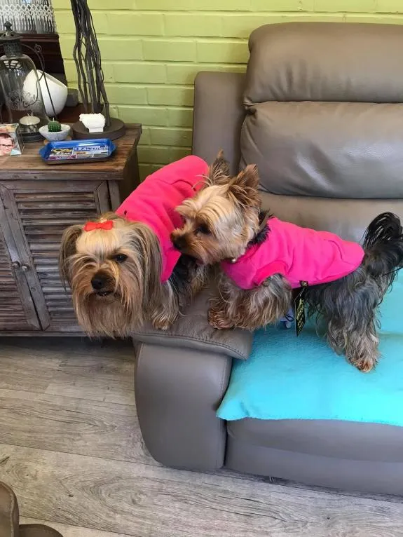 Sweat fuschia pour chien