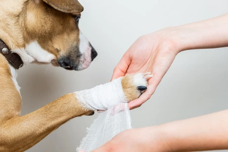 Livre numérique "Mon chien est-il en bonne santé ?"