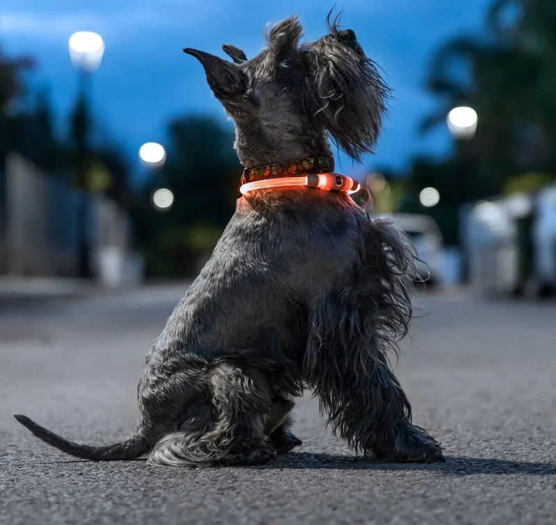 Collier LED "Security" destockage